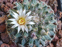 Mammillaria gaumeri